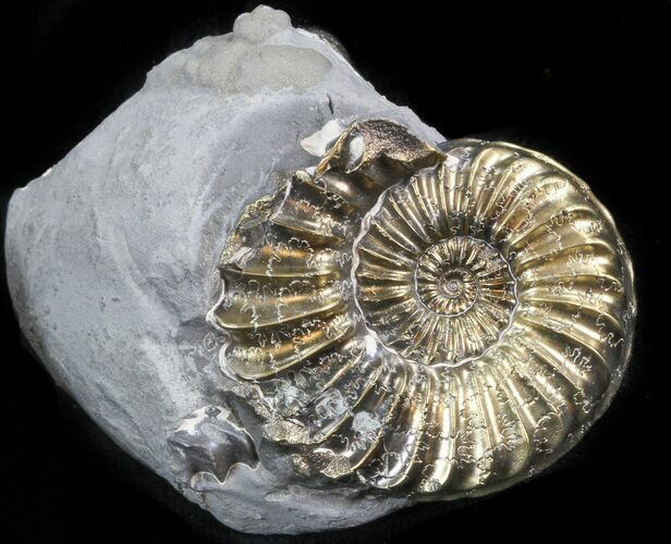 Pyritized Pleuroceras Ammonite Cluster - Germany #42758